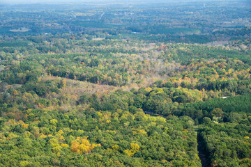 ハワイの広大な森林の空撮と色づく木々の美しい風景