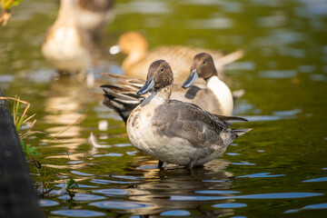 水辺のオナガガモ