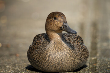 階段で休むオナガガモ