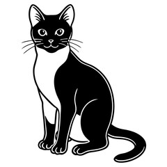 black cat isolated on white
