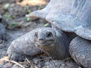 Aldabra giant tortoise. Wonderful islands of Seychelles. Beautiful landmark. Clear, sunny day, warm sunlight. No people, outdoors. Concept of leisure and travel