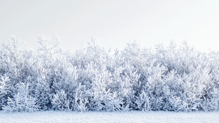 Naklejka premium Frosty winter shrub border, snowy landscape, serene background, holiday card