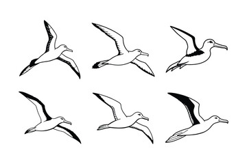 Obraz premium Laysan Albatross (Phoebastria immutabilis) animal design, labeled line art vector art illustration.