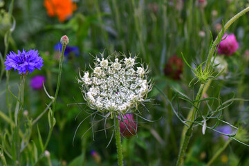 Colorful flowers in the dark background in our garden