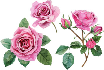 bouquet of pink roses