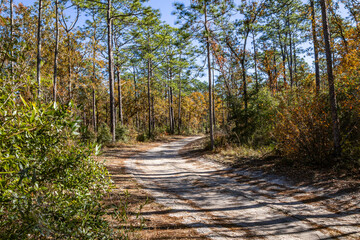 Autumn scenery along the St. Marks Wildlife Refuge section of the Florida Trail