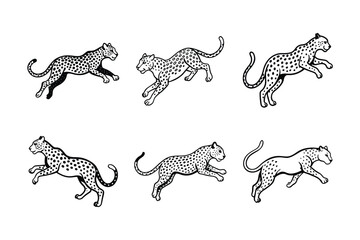 Leopard (Panthera pardus) animal design, labeled line art vector art illustration.