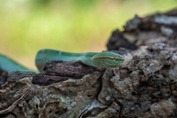 Borneo Viper very Dangerous Snake From Kalimantan Forest