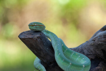 Borneo Viper very Dangerous Snake From Kalimantan Forest