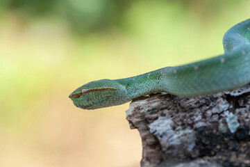 Borneo Viper very Dangerous Snake From Kalimantan Forest