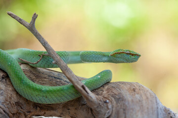 Borneo Viper very Dangerous Snake From Kalimantan Forest