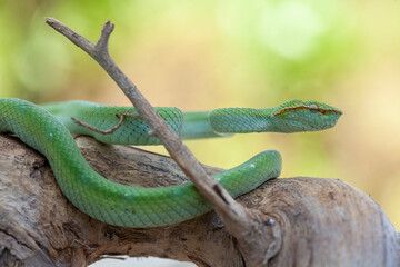 Obraz premium Borneo Viper very Dangerous Snake From Kalimantan Forest