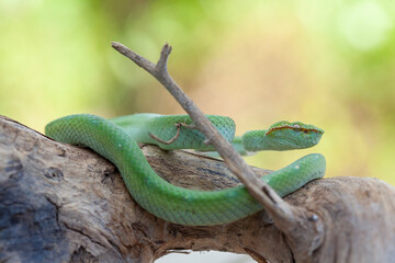 Borneo Viper very Dangerous Snake From Kalimantan Forest