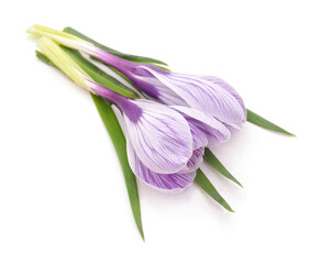 Naklejka premium Two purple crocuses.