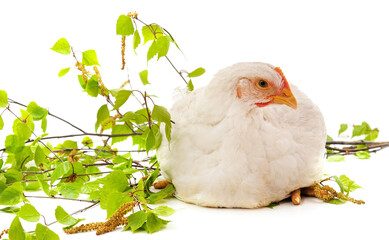 White chicken and birch branch with leaves.