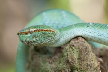 Borneo Viper very Dangerous Snake From Kalimantan Forest