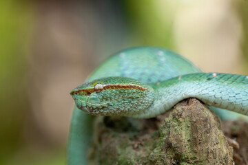 Borneo Viper very Dangerous Snake From Kalimantan Forest