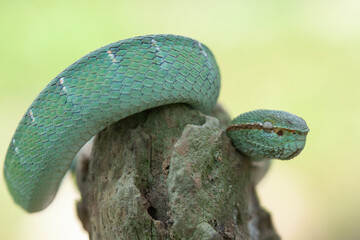 Borneo Viper very Dangerous Snake From Kalimantan Forest