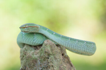 Borneo Viper very Dangerous Snake From Kalimantan Forest