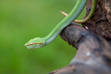 Borneo Viper very Dangerous Snake From Kalimantan Forest