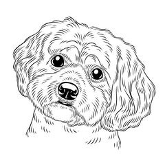 sketch of dog