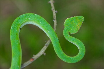 Borneo Viper very Dangerous Snake From Kalimantan Forest