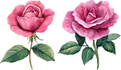 Fototapeta premium pink rose isolated on white