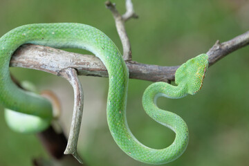 Borneo Viper very Dangerous Snake From Kalimantan Forest