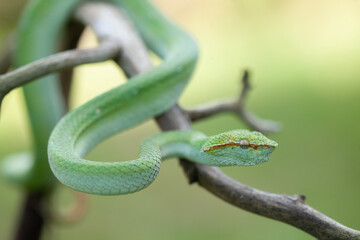 Borneo Viper very Dangerous Snake From Kalimantan Forest