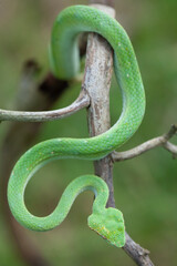 Borneo Viper very Dangerous Snake From Kalimantan Forest