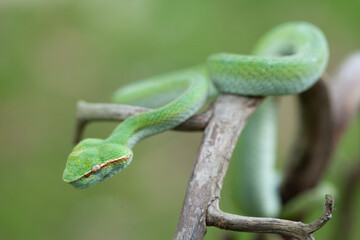 Borneo Viper very Dangerous Snake From Kalimantan Forest