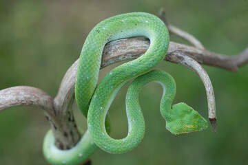 Borneo Viper very Dangerous Snake From Kalimantan Forest