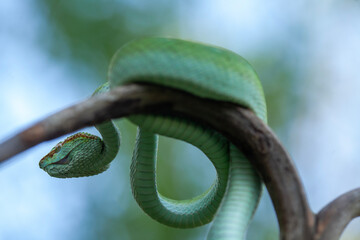 Borneo Viper very Dangerous Snake From Kalimantan Forest