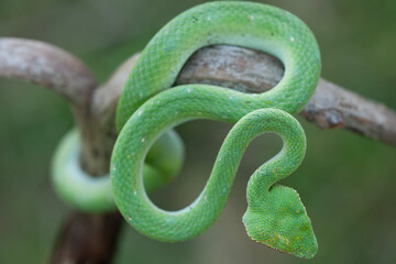Borneo Viper very Dangerous Snake From Kalimantan Forest