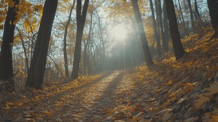 Obraz premium Golden path through autumn woods with sunlight streaming down on fallen leaves