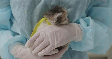 The doctor gently burns a kitten in his arms. The veterinarian in blue and latex gloves holds a small fluffy kitten. The kitten has a yellow tape tied on its neck.