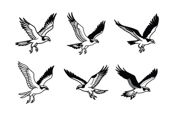 Obraz premium Osprey (Pandion haliaetus) animal design, labeled line art vector art illustration.