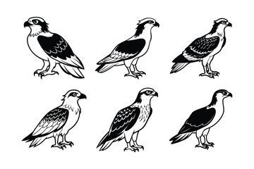 Osprey (Pandion haliaetus) animal design, labeled line art vector art illustration.