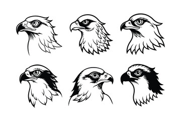 Osprey (Pandion haliaetus) animal design, labeled line art vector art illustration.