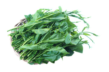 Fresh green organic herbal Gurmar vegetable or Gymnema inodorum on white. Concept, Thai herbal vegetable, eaten as vegetables or cooking for helping lower blood sugar levels.  