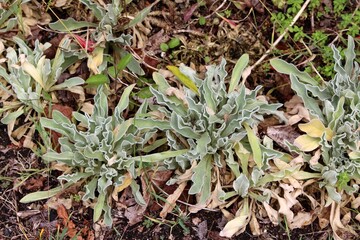 Close up of green plant in flower bed.