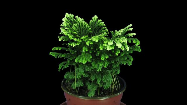 Time lapse of growing Selaginella (Spikemoss) plant