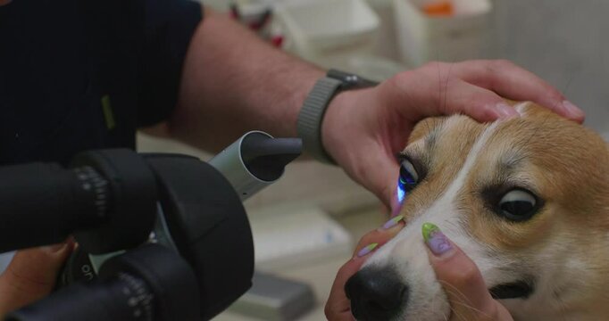 Veterinarian is examining a dog's eyes using a slit lamp in a veterinary clinic. The veterinarian is holding the dog's head still while using the slit lamp to examine its eyes.
