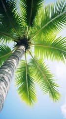 Obraz premium Coconut tree outdoors nature summer.