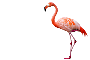 A graceful flamingo with a bright pink color, standing elegantly on one leg. Transparent background


