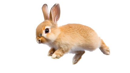 Obraz premium A playful baby rabbit hopping around, its soft fur and tiny paws visible. Transparent background