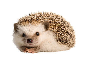Obraz premium A small baby hedgehog with tiny spines, resting on a white surface. Transparent background