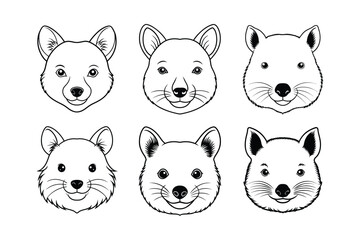 Quokka (Setonix brachyurus) animal design, labeled line art vector art illustration.