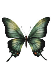 Fototapeta premium Tropicsal green watercolor butterfly illustration, hand-painted vintage butterfly , isolated on transparent background, perfect for nature-inspired compositions and patterns 