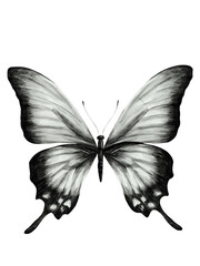 Sketch butterfly black and white illustration, hand-painted vintage aesthetic, isolated on transparent background, perfect for tattoo design, digital art, and nature-inspired compositions